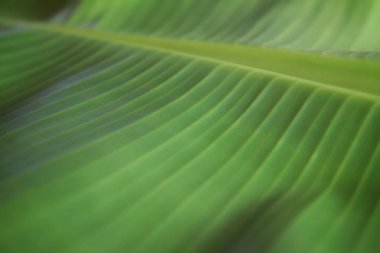 Güneş ışığıyla muz yeşili yaprağının desenini kapat 