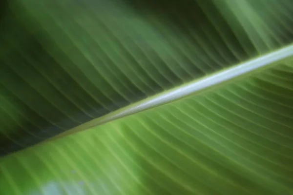 Primer Plano Textura Plátano Hoja Verde Con Luz Del Sol —  Fotos de Stock