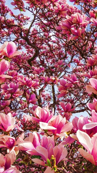精致美丽 充满活力的粉色木兰花的特写 春光灿烂的背景 蓝天白云映衬下的盛开的木兰花树 复制空间 选择性聚焦图像 图库图片