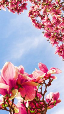 Lezzetli, canlı, pembe manolya çiçekleri yakından. Bahar çiçeği arkaplanı. Mavi gökyüzünün arka planında çiçek açan manolya ağacı ve beyaz bulutlar. Uzayı kopyala Seçici odak resmi.