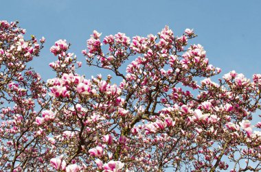 Lezzetli, canlı, pembe manolya çiçekleri yakından. Bahar çiçeği arkaplanı. Mavi gökyüzünün arka planında çiçek açan manolya ağacı ve beyaz bulutlar. Uzayı kopyala Seçici odak resmi.