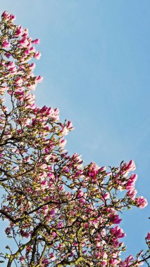Lezzetli, canlı, pembe manolya çiçekleri yakından. Bahar çiçeği arkaplanı. Mavi gökyüzünün arka planında çiçek açan manolya ağacı ve beyaz bulutlar. Uzayı kopyala Seçici odak resmi.