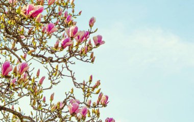 Lezzetli, canlı, pembe manolya çiçekleri yakından. Bahar çiçeği arkaplanı. Mavi gökyüzünün arka planında çiçek açan manolya ağacı ve beyaz bulutlar. Uzayı kopyala Seçici odak resmi.