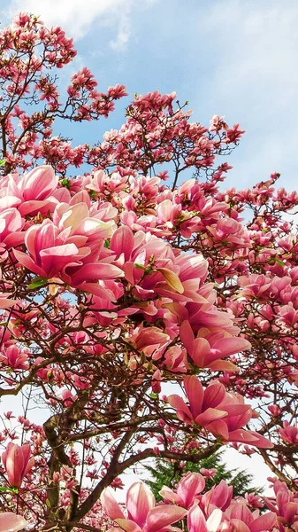 Köstliche Wunderschöne Leuchtend Rosa Magnolienblüten Aus Nächster Nähe Blühender Hintergrund — Stockfoto