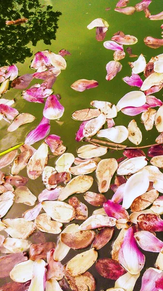 Parlak, narin, beyaz, pembe, mor manolya çiçekleri şehir parkındaki yapay göletin su yüzeyinde. Sudaki ağaçların ve gökyüzünün yansımaları. Bahar çiçeği konsepti. Yakın plan.