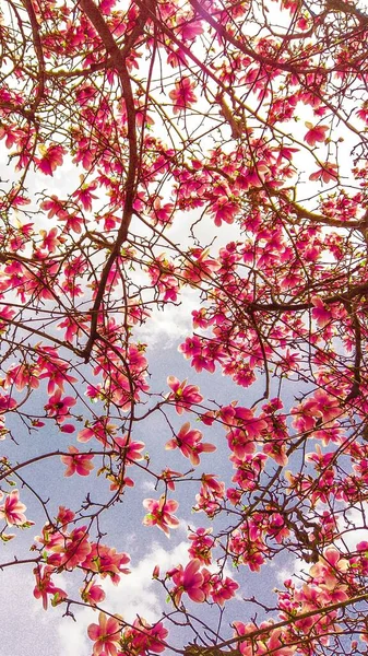 Deliciosa Vibrante Magnolia Rosa Flores Cerca Primavera Florece Como Telón — Foto de Stock