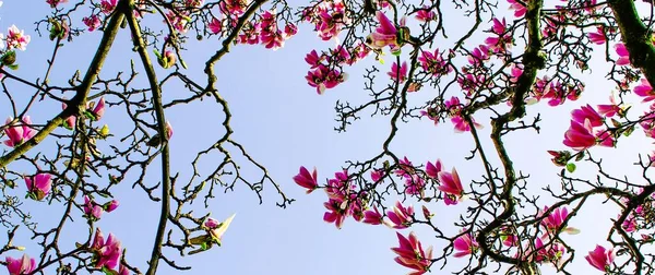 Delicious beautiful vibrant pink magnolia flowers close-up. Spring flowering backdrop. Blooming magnolia tree on background of blue sky and light white clouds. Copy space. Selective focus image.