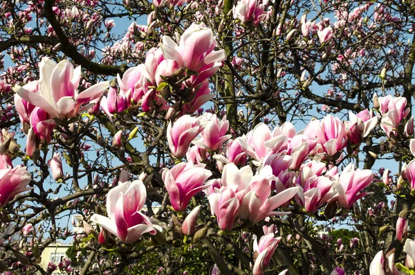 Delicious Beautiful Vibrant Pink Magnolia Flowers Close Spring Flowering Backdrop — Stock Photo, Image