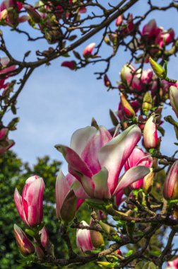 Lezzetli, canlı, pembe manolya çiçekleri yakından. Bahar çiçeği arkaplanı. Mavi gökyüzünün arka planında çiçek açan manolya ağacı ve beyaz bulutlar. Uzayı kopyala Seçici odak resmi.