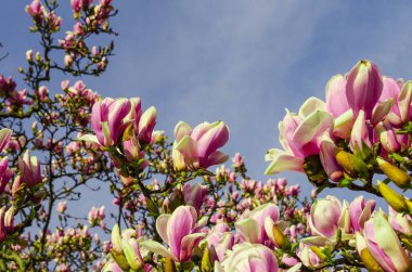 Lezzetli, canlı, pembe manolya çiçekleri yakından. Bahar çiçeği arkaplanı. Mavi gökyüzünün arka planında çiçek açan manolya ağacı ve beyaz bulutlar. Uzayı kopyala Seçici odak resmi.