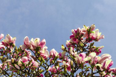 Lezzetli, canlı, pembe manolya çiçekleri yakından. Bahar çiçeği arkaplanı. Mavi gökyüzünün arka planında çiçek açan manolya ağacı ve beyaz bulutlar. Uzayı kopyala Seçici odak resmi.