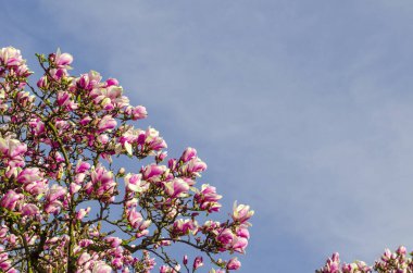 Lezzetli, canlı, pembe manolya çiçekleri yakından. Bahar çiçeği arkaplanı. Mavi gökyüzünün arka planında çiçek açan manolya ağacı ve beyaz bulutlar. Uzayı kopyala Seçici odak resmi.