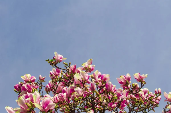 Delicious beautiful vibrant pink magnolia flowers close-up. Spring flowering backdrop. Blooming magnolia tree on background of blue sky and light white clouds. Copy space. Selective focus image.