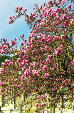 Lezzetli, canlı, pembe manolya çiçekleri yakından. Bahar çiçeği arkaplanı. Mavi gökyüzünün arka planında çiçek açan manolya ağacı ve beyaz bulutlar. Uzayı kopyala Seçici odak resmi.