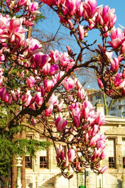 Lezzetli, canlı, pembe manolya çiçekleri yakından. Bahar çiçeği arkaplanı. Mavi gökyüzünün arka planında çiçek açan manolya ağacı ve beyaz bulutlar. Uzayı kopyala Seçici odak resmi.