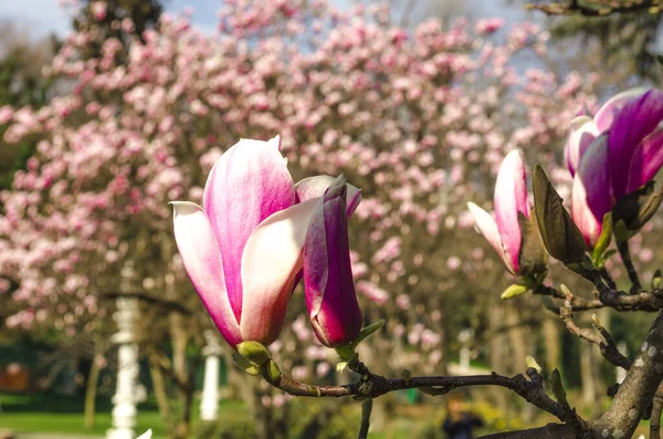 Delicious beautiful vibrant pink magnolia flowers close-up. Spring flowering backdrop. Blooming magnolia tree on background of blue sky and light white clouds. Copy space. Selective focus image.