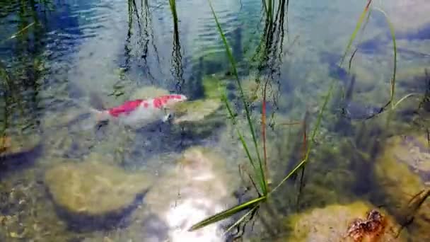 Carpe di carpe koi rosse, arancioni, bianche nello stagno . — Video Stock