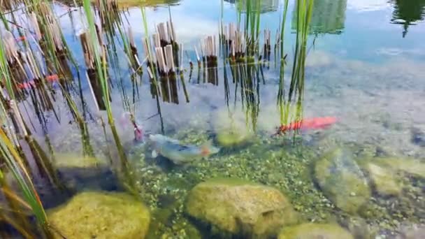 Rote, orangefarbene, weiße Koi-Karpfen im Teich. — Stockvideo