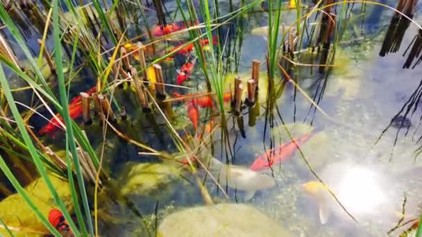 Carpas koi rojas, naranjas y blancas en el estanque . — Vídeos de Stock