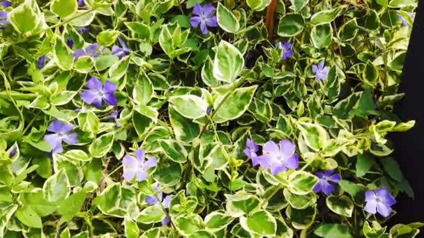 Delicate blue and purple flowers of common bindweed (field bindweed). — Stock Video