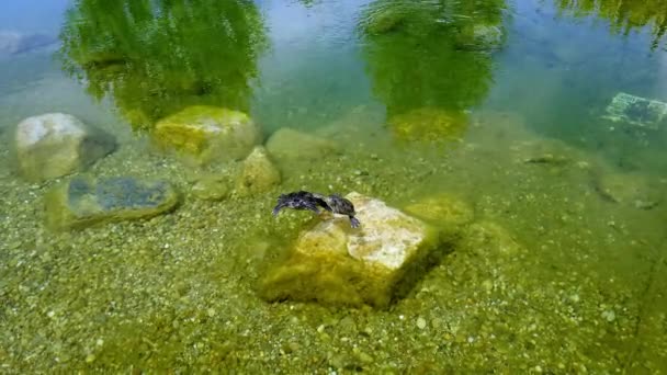 Dvě roztomilé vodní želvy v dekorativním rybníčku.