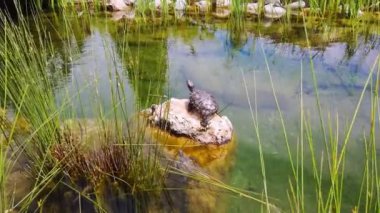 Gölette su kaplumbağası taşı.