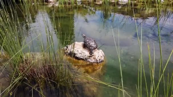 Νερό πέτρα turtleon στη λίμνη. — Αρχείο Βίντεο