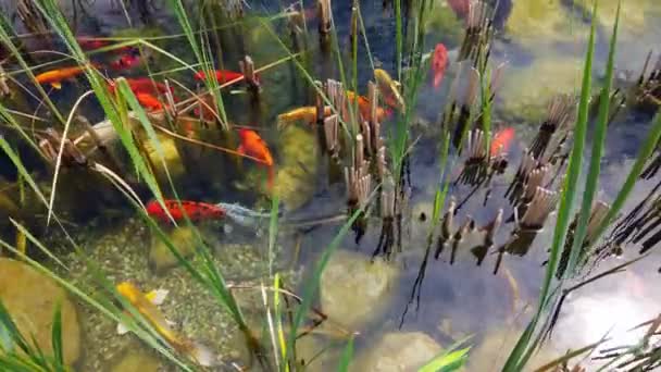 연못에서 풀을 뜯는 빨강, 주황, 흰 코 이 조각들. — 비디오
