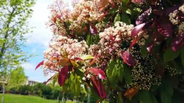 Yeşil yaprakların arka planında güzel, küçük, narin çiçekler. Yakın plan..