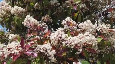 Yeşil yaprakların arka planında güzel, küçük, narin çiçekler. Yakın plan..