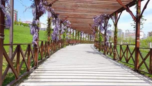 Beautiful blooming wisteria on background of clear blue sky. — Stock Video