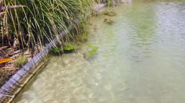 Şehir parkındaki yapay dekoratif gölet. Peyzaj.