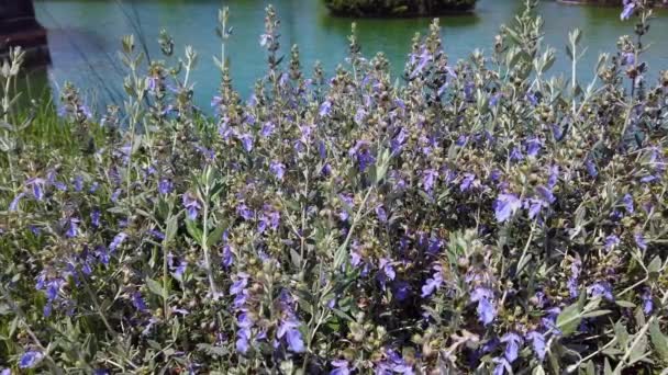 Flores de salvia lila sobre fondo de estanque decorativo artificial . — Vídeos de Stock