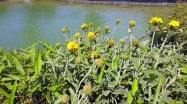 Yapay süs havuzunun arka planında sarı çiçekler.