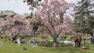 Çiçek açan manolya ağacı. Şehir Parkı. Yapay gölet.