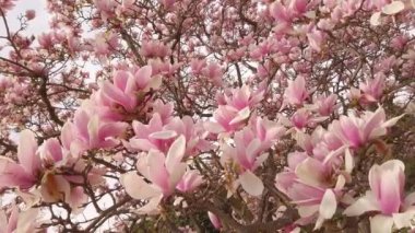 Mavi gökyüzünün arka planında enfes güzel, canlı pembe manolya çiçekleri..