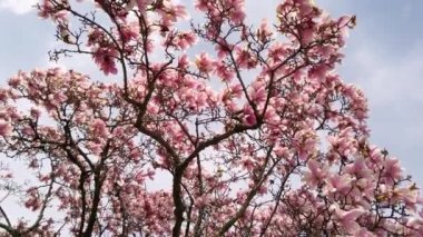 Mavi gökyüzünün arka planında enfes güzel, canlı pembe manolya çiçekleri..