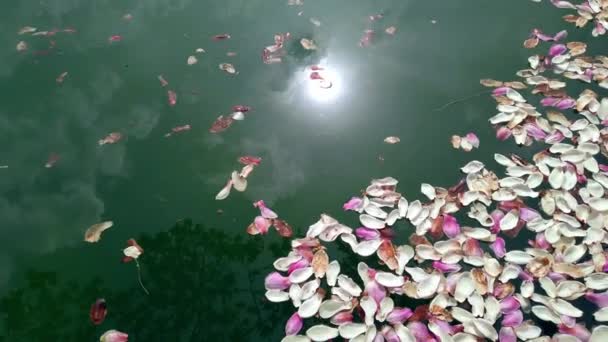 Bílá, růžová, květy magnólie na vodní hladině umělého jezírka. — Stock video