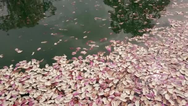 Branco, rosa, pétalas de flores de magnólia na superfície de água de lagoa artificial . — Vídeo de Stock