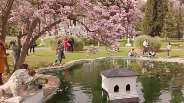 盛开的木兰花树。城市公园。人工池塘. — 图库视频影像