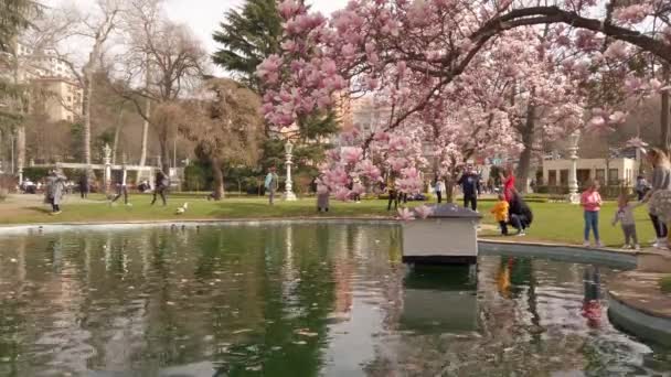 Tree of blooming magnolia. City Park. Artificial pond. — Stock Video