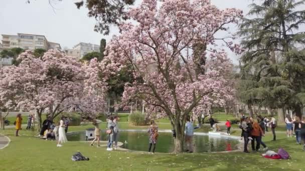A virágzó magnólia fája. Városi Park. Mesterséges tó. — Stock videók