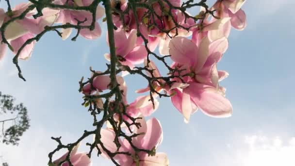 푸른 하늘 배경에 있는 맛있는 아름다운 분홍빛의 향연 꽃송이들. — 비디오