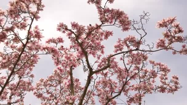 Finom gyönyörű élénk rózsaszín magnólia virágok a háttérben a kék ég. — Stock videók