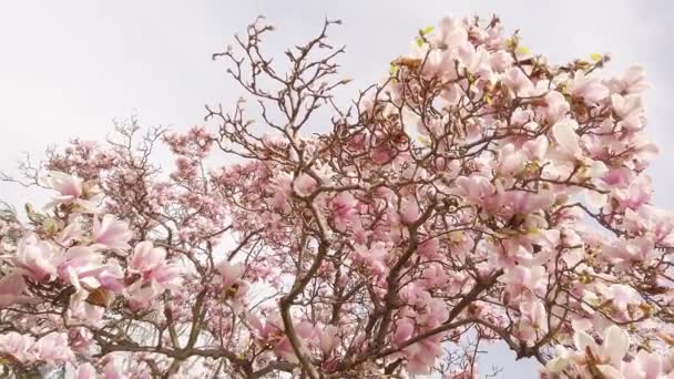 Pyszne piękne żywe różowe kwiaty magnolii na tle błękitnego nieba. — Wideo stockowe