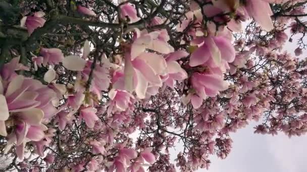 Pyszne piękne żywe różowe kwiaty magnolii na tle błękitnego nieba. — Wideo stockowe