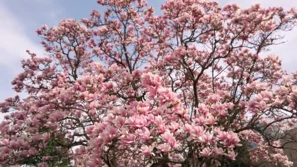 蓝天衬托下美丽而充满活力的粉色木兰花. — 图库视频影像