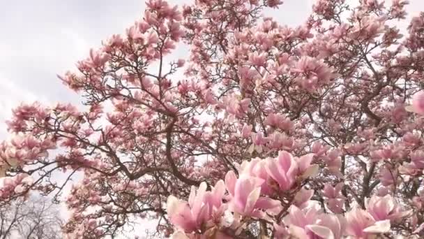 Delicious beautiful vibrant pink magnolia flowers on background of blue sky. — Stock Video