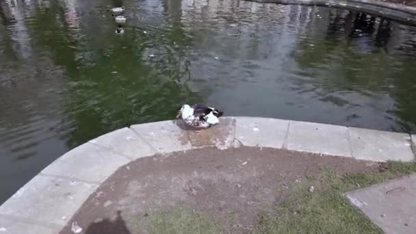 Чорно-біла маленька качка гуляє на березі штучного ставка . — стокове відео