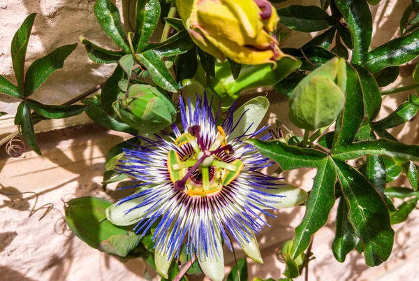 Mooie Exotische Passiflora Bloem Close Bloeiende Pasiflora Groene Stengels Bladeren — Stockfoto